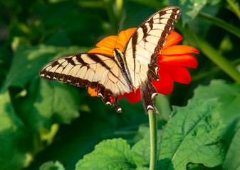 Eastern Tiger Swallowtail Butterfly Closeup