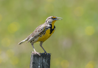 Western Meadowlark, Sturnella neglecta, singing and perched on top of a wooden post, with a soft green background.