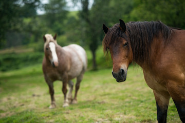 Obraz na płótnie Canvas Two horses on a field