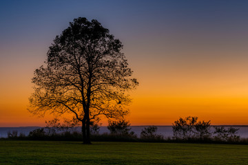Fototapeta na wymiar A tree at sunset, at Elk Neck State Park, Maryland