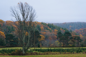 Autumn color along the Blue Ridge Parkway, in the Appalachian Mountains of Virginia