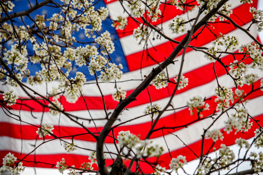 American Flag with Spring Blossoms