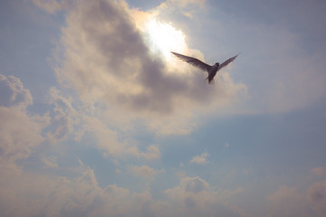 Fototapeta premium Bay Bird