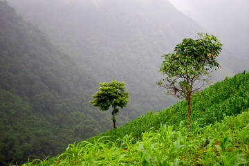 Refreshing on the mountain with green tree and fog