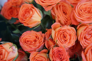 Roses #2