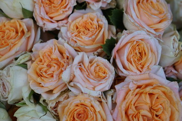 Roses #1