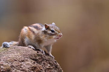 エゾシマリス