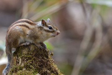 エゾシマリス