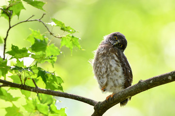 アオバズクの幼鳥