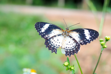 butterfly on flower in flower garden