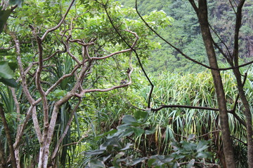 Naklejka premium Kauai