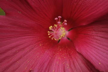 hibiscus