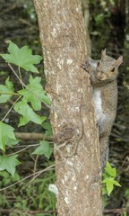 Squirrel squirrel 