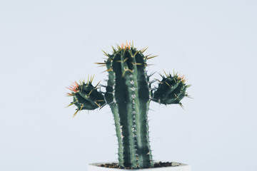 Small cactus in plastic pot on white background. Selective focus. Vintage tone