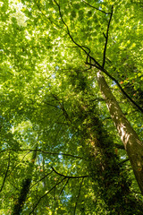 tall trees in the forest with green leaves covering the top