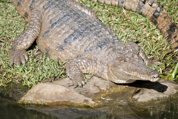 fresh water crocodile