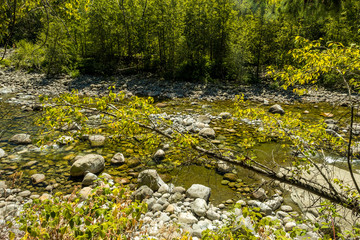 creek with clear stream running through beside forest under the sunny day