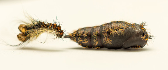 the pupa of the silkworm