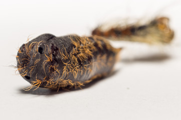 the pupa of the silkworm