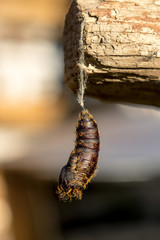 the pupa of the silkworm