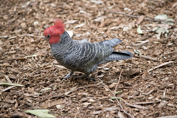 female gang-gang parrot