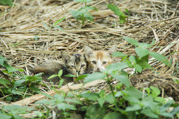 hidden cute black and yellow cat
