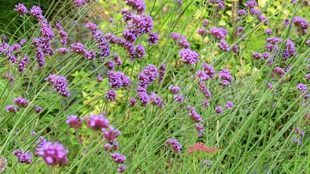 Beautiful pirple flowers in the garden