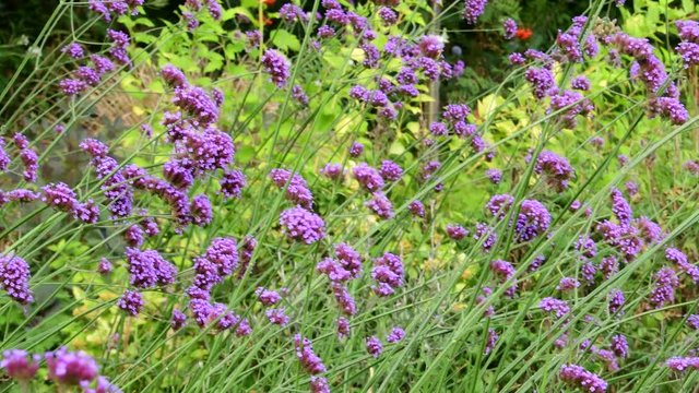 Beautiful pirple flowers in the garden