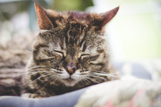 Tabby Cat Sleeping