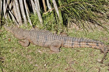 fresh water crocodile