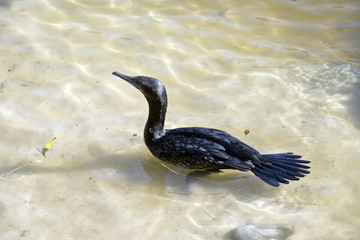 darter