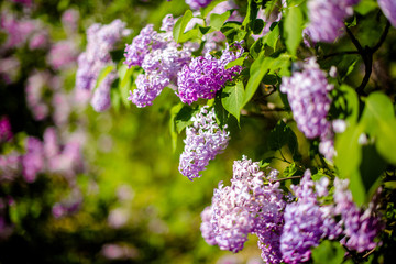 Obraz premium Blossoming branch of pink lilac on a background of grass 