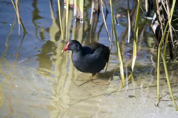 dusky moorhen