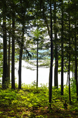 Single tree in the forest