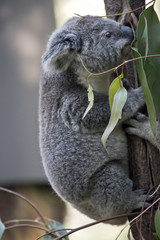 koala joey