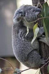 Crédence de cuisine en verre imprimé Koala koala joey