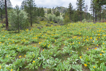 Obraz premium Mountain hillside covered in yellow flowers of arrowleaf balsamroot in spring