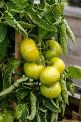 couple big green tomatoes on the vein in the garden