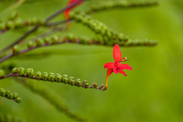 single Crocosmia flower with branched behind it on green background