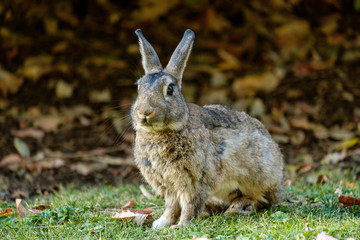 grey rabbit sitting on the green grass looking your way with ears up.