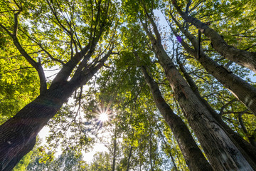 sun shine through the green leaves among branches inside forest 