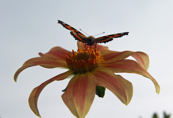 butterfly on flower