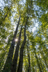 Fototapeta premium sun shining through the gap of three tall and thin trees in the forest.