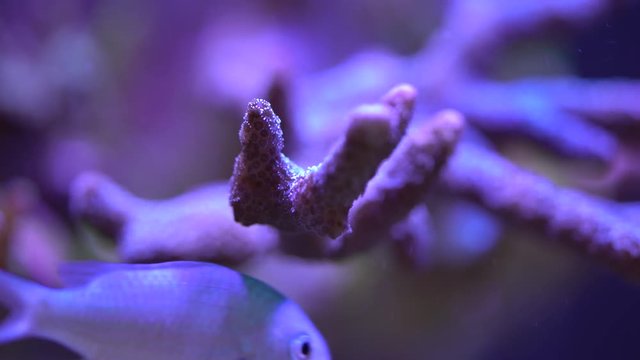 blue montipora sps coral
