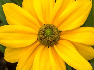 Close up of a beautiful yellow flower