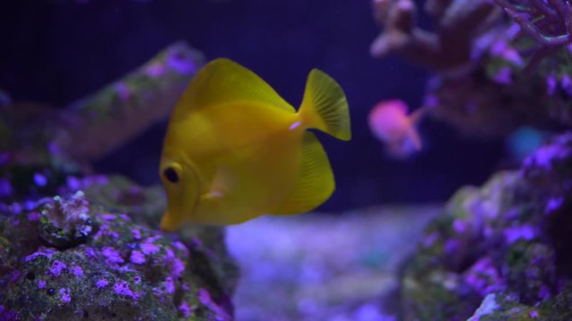 yellow tang on a reef