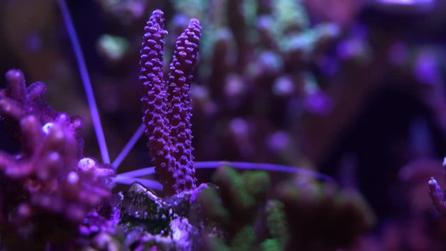 acropora coral on a reef