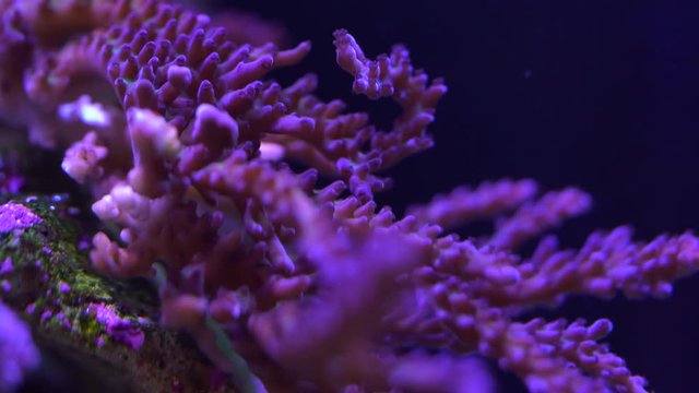 acropora coral on a reef