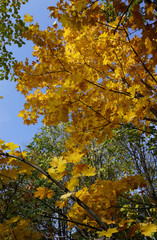 Autumn maple tree with yellow leaves