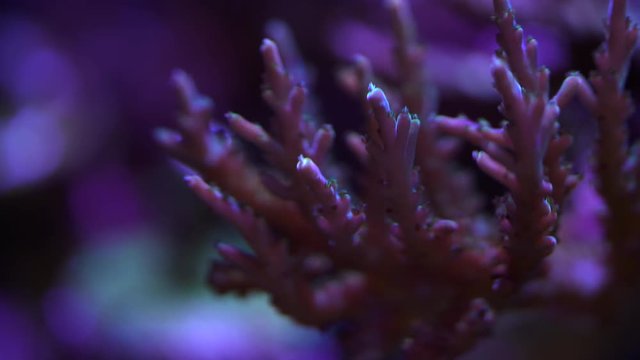 acropora coral on a reef